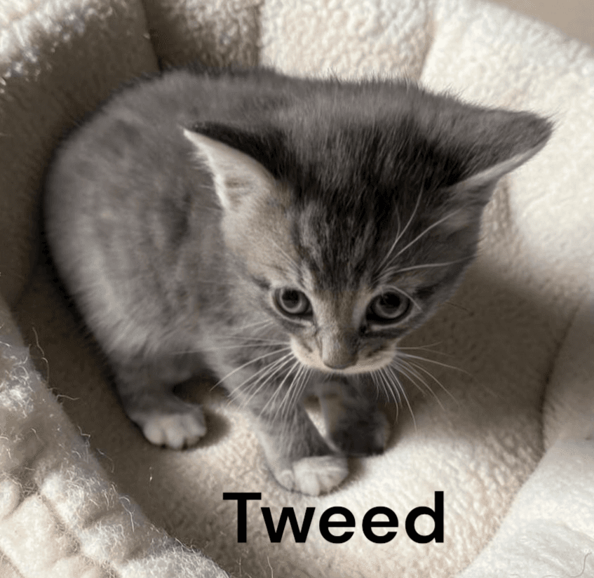 Tweed