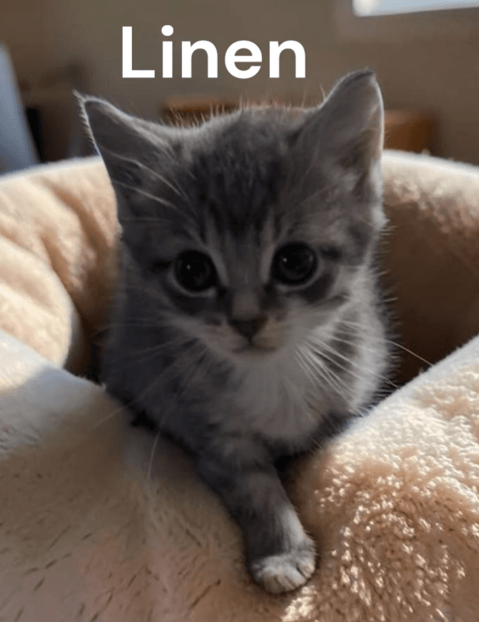 Linen