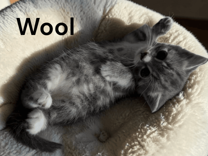 Wool