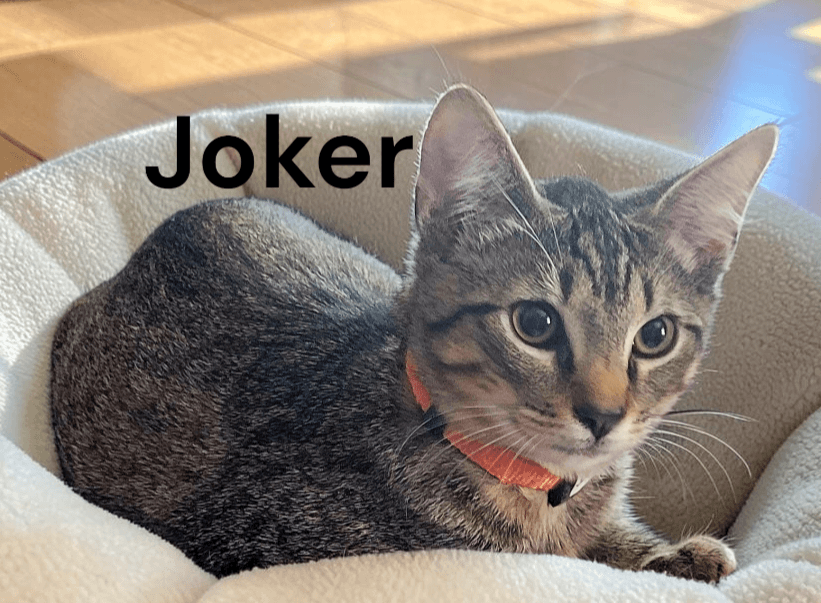 Joker