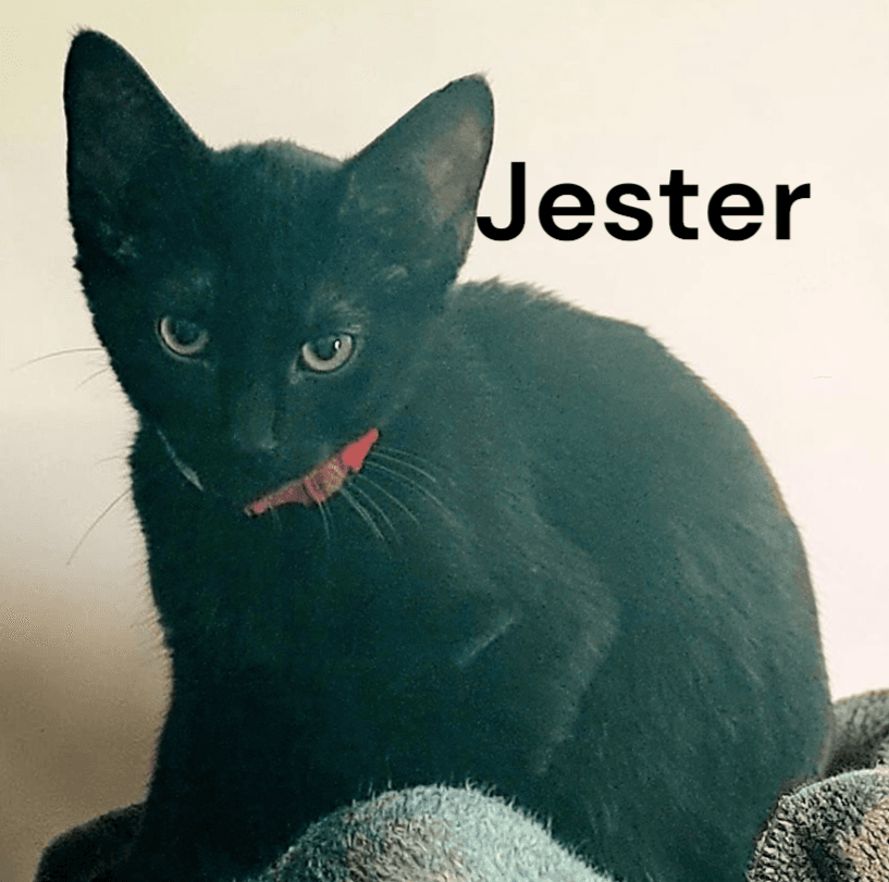 Jester