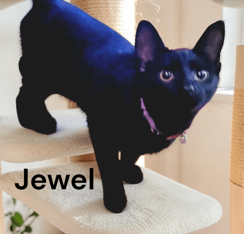 Jewel