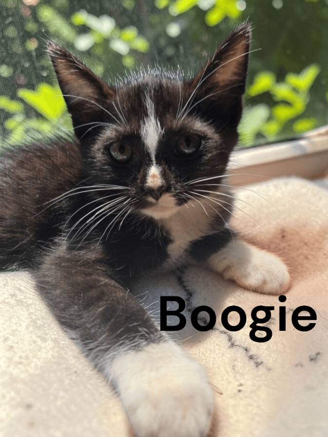 Boogie