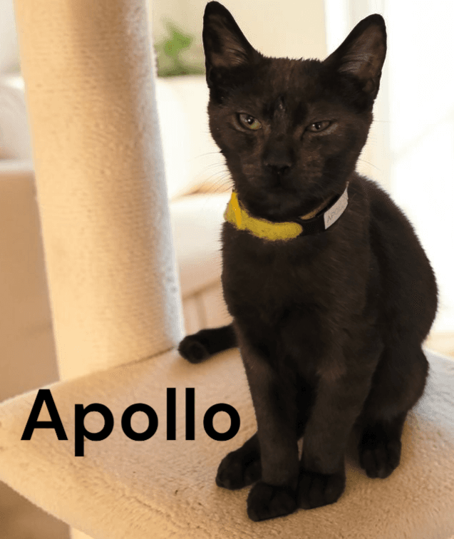 Apollo