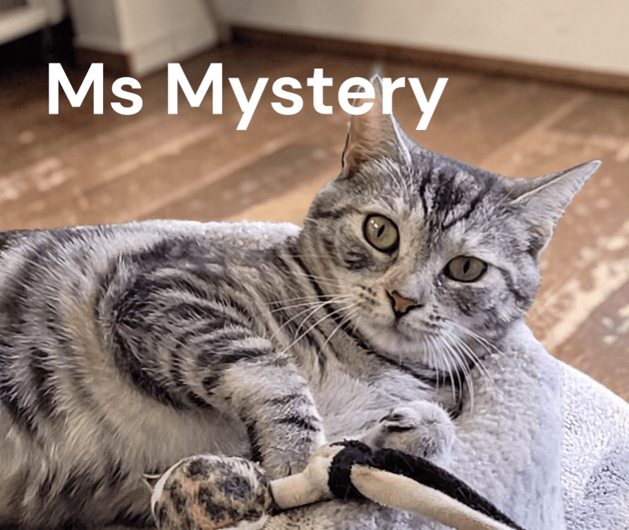 Ms Mystery