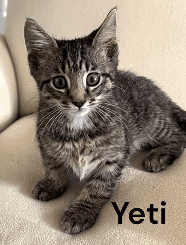 Yeti