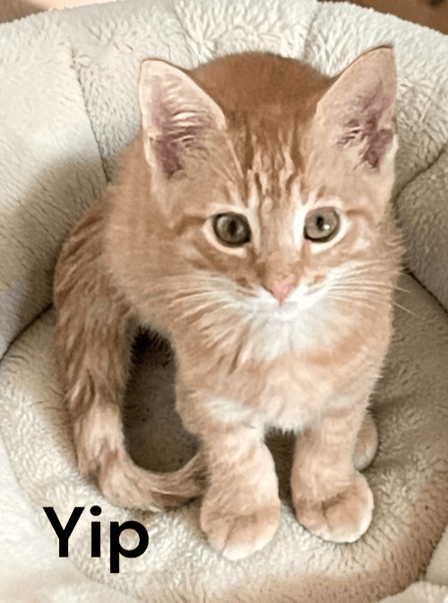 Yip
