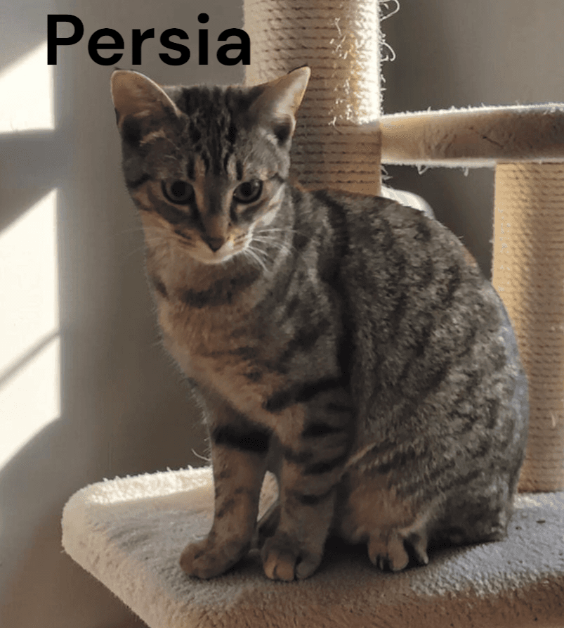 Persia