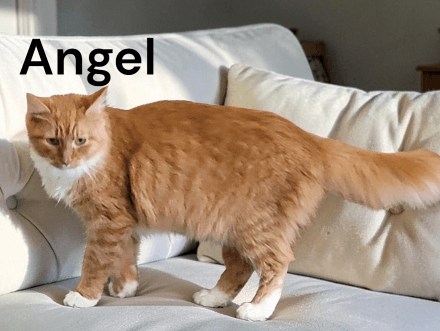 Angel