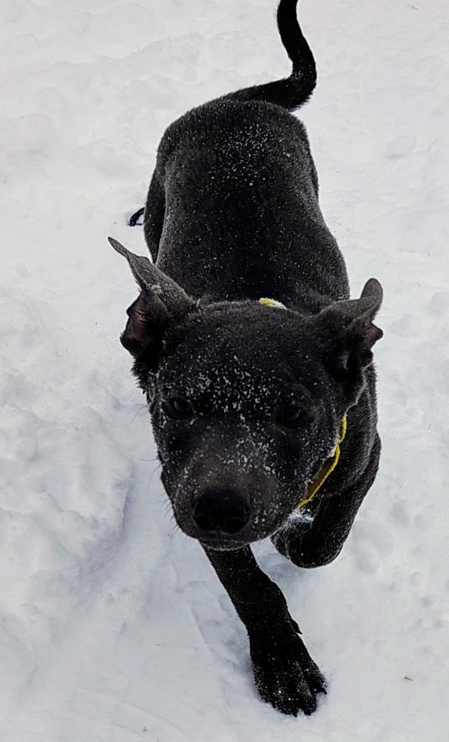 Rocky