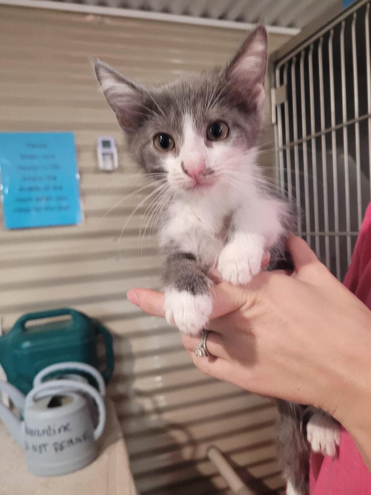 Silverbell