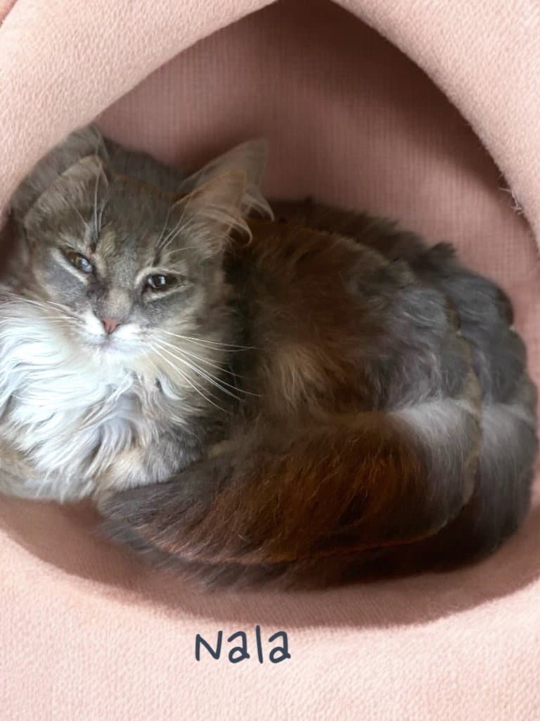 Nala