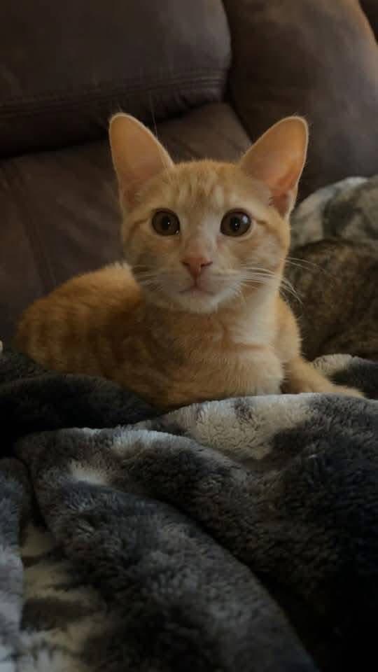 Nacho