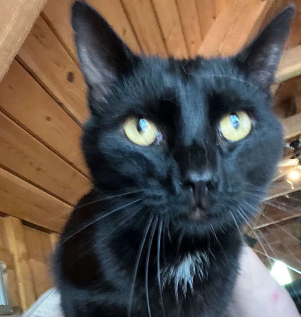 Catpurrnicus