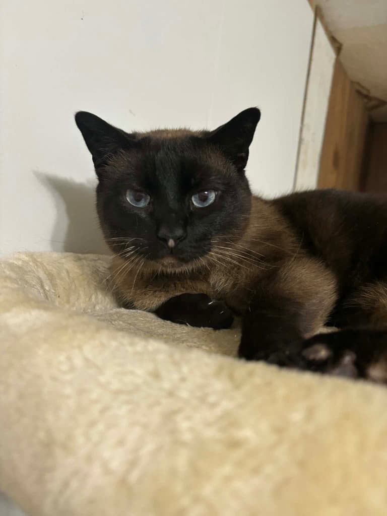 Boo