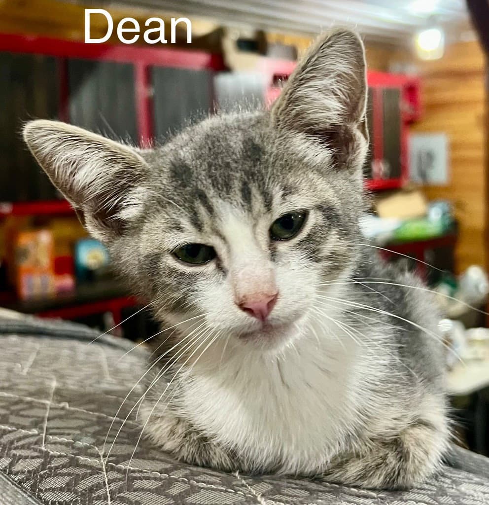 Dean