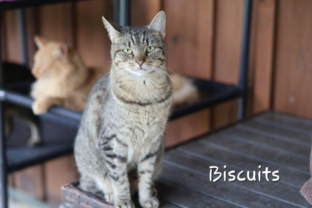 Biscuit