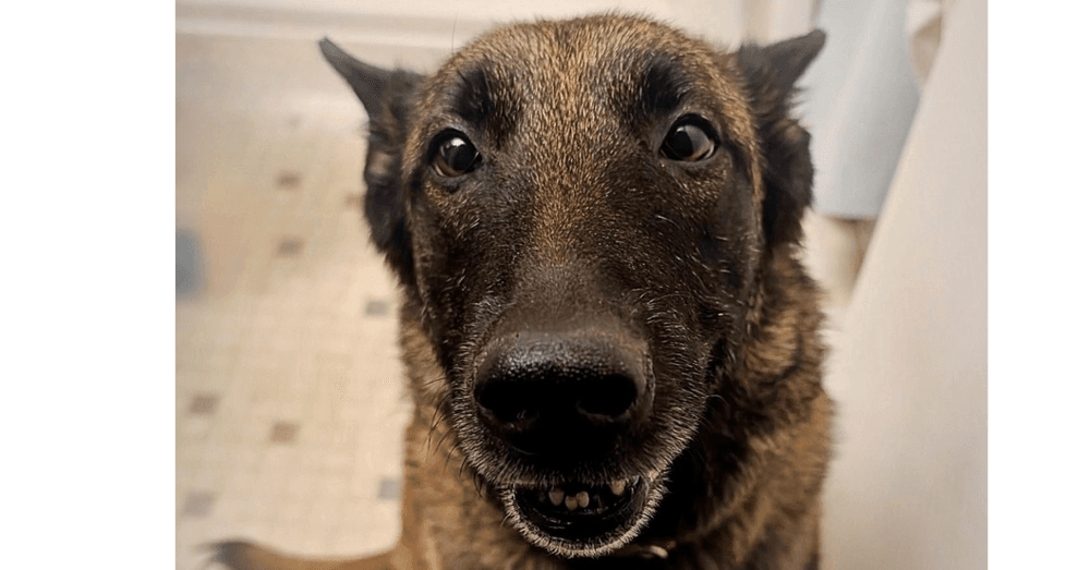 Oakley (Fostered in Michigan)