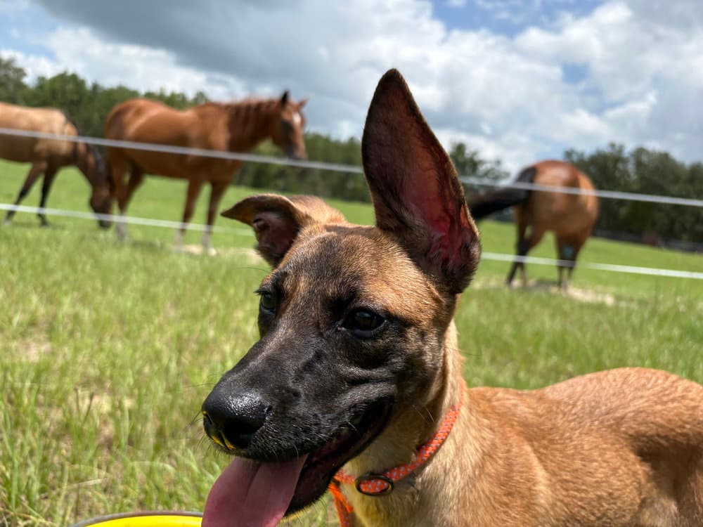 All-Star Soccer Litter - PelÃ© - Located in FL