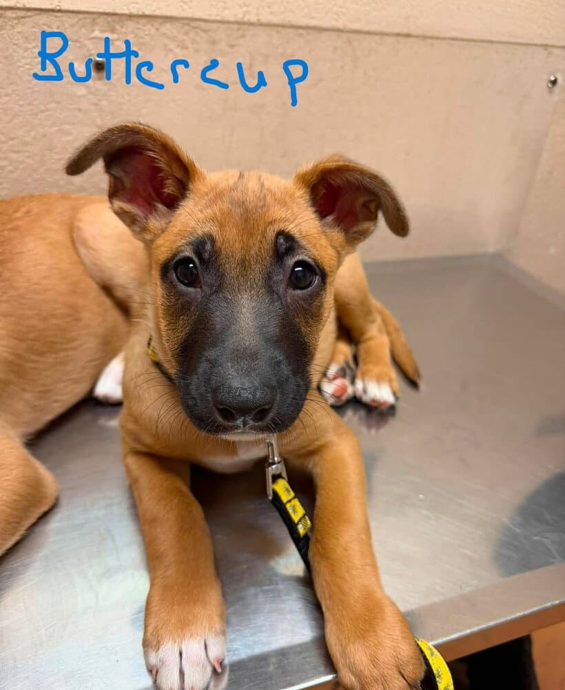 Flower Patch Litter Buttercup - Located in TX
