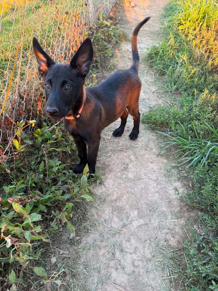 Texas Legends Litter- Beyoncé - Located in IN