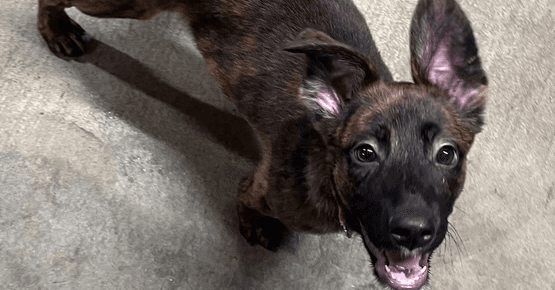 Friends Litter - Rachel Located in VA