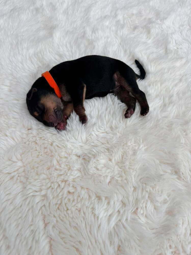 New Light Litter Ember pink - Located in CA