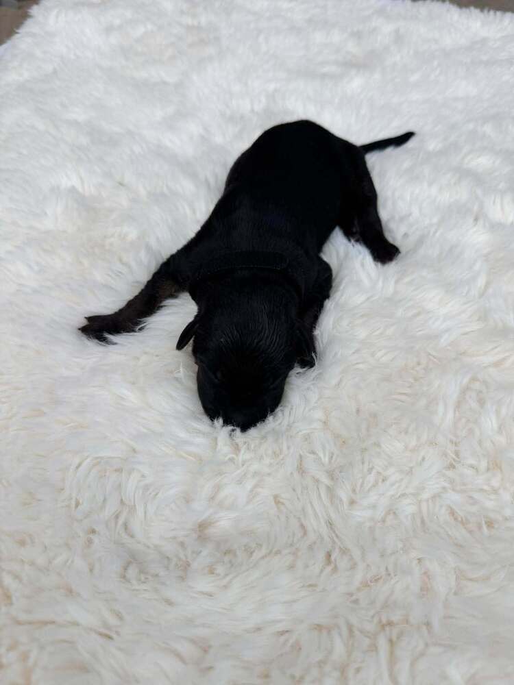 New Light Litter Zenith Orange- Located in CA