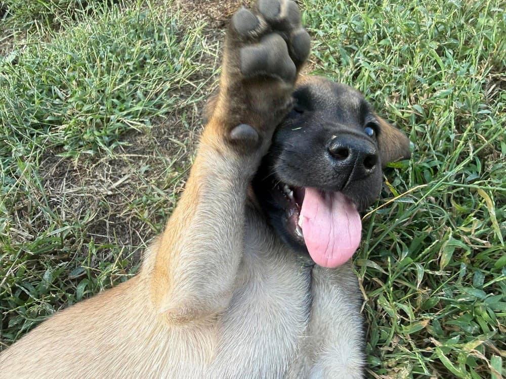 2 Orphans - Cosette - Located in Missouri