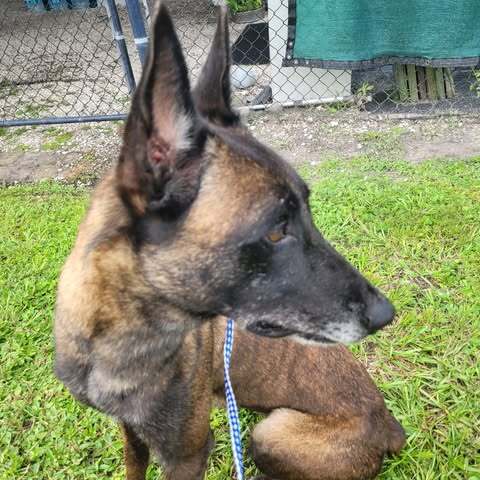 Country Queens - Dolly - Located in FL