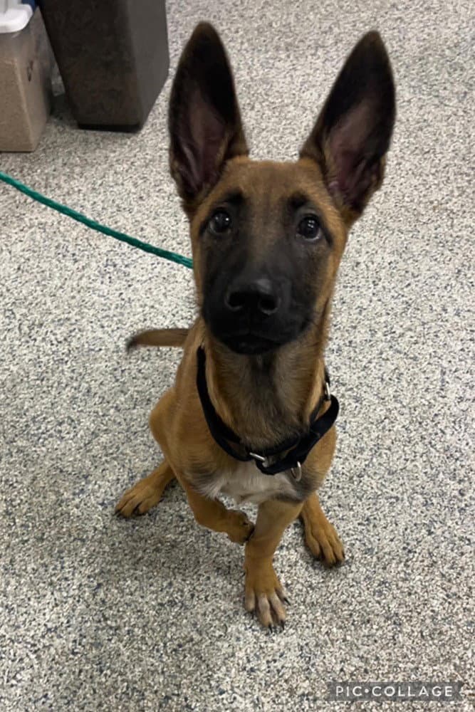 Reggie located in MI