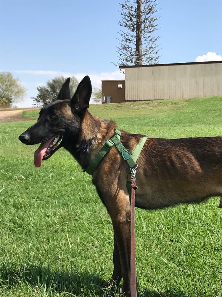 Lieutenant Dan - Located in OR