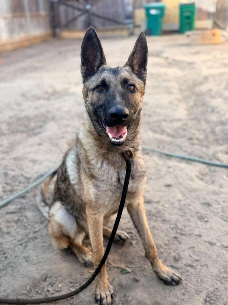 Bria- located in california