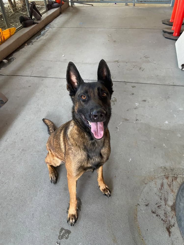 Gemma - Located in Utah