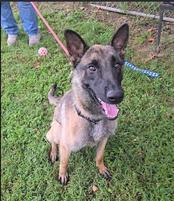 Maeve located in Illinois