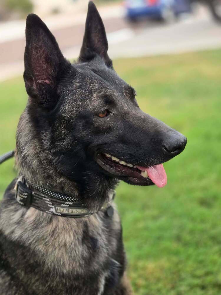 Maximus - Located in NM