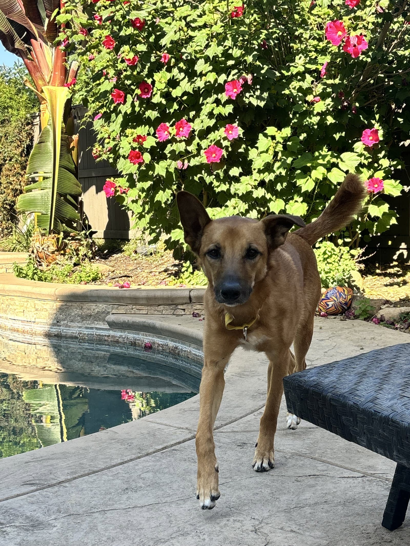 Zeus
