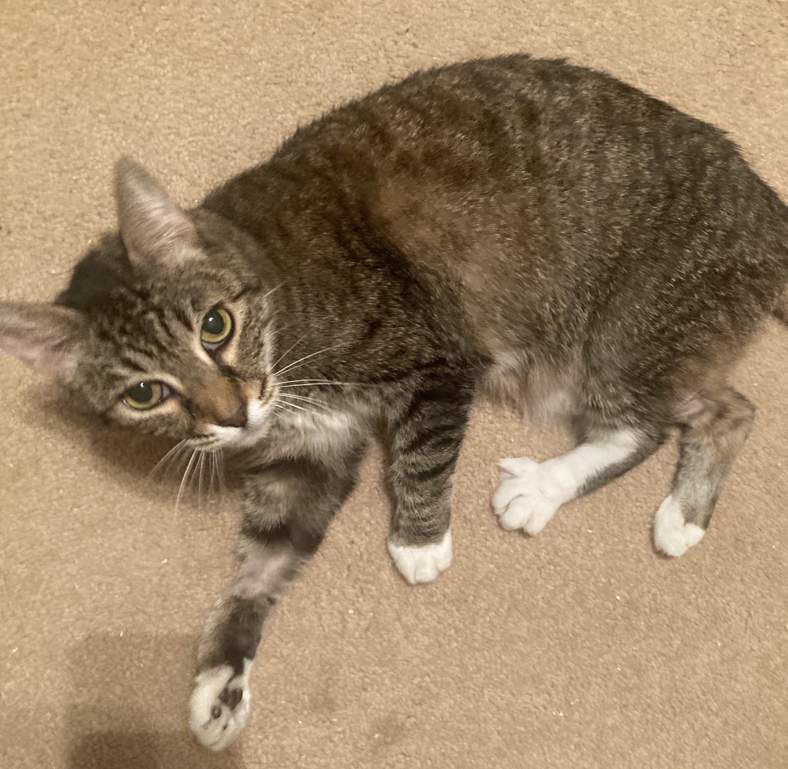 Dixie a Senior
