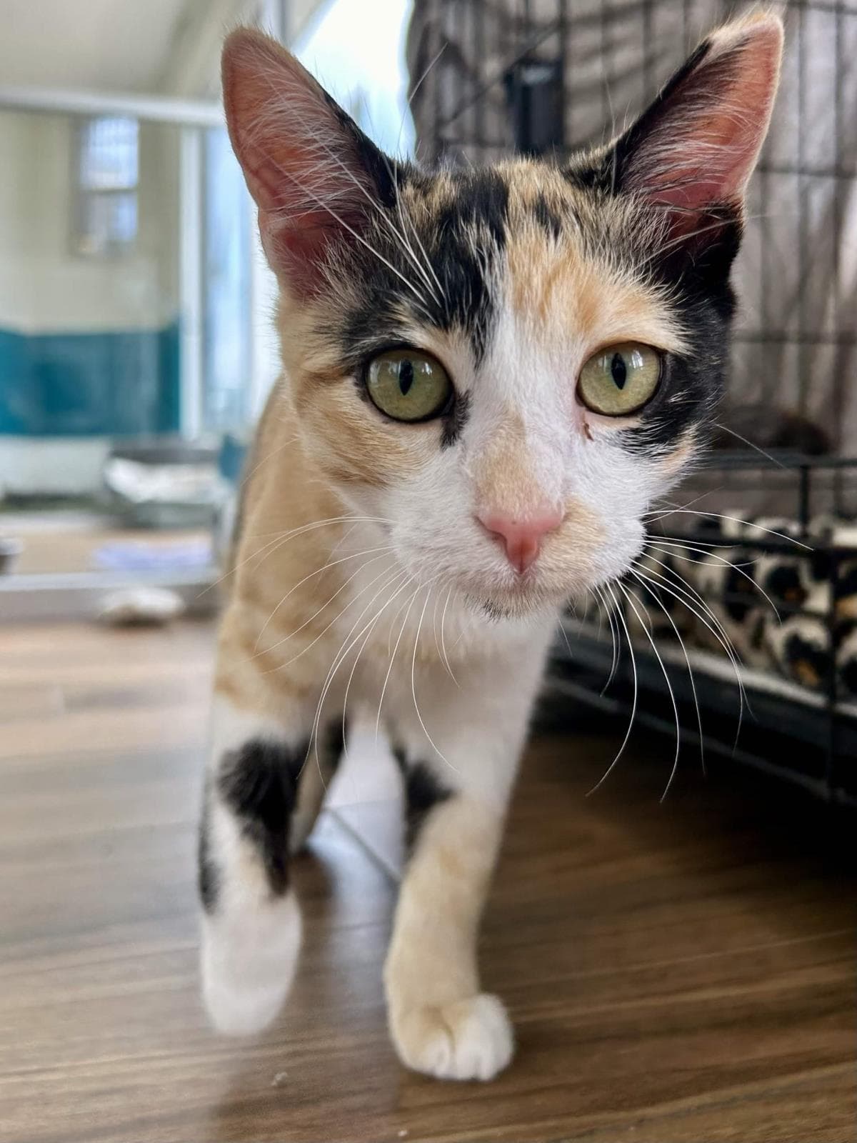 Athena