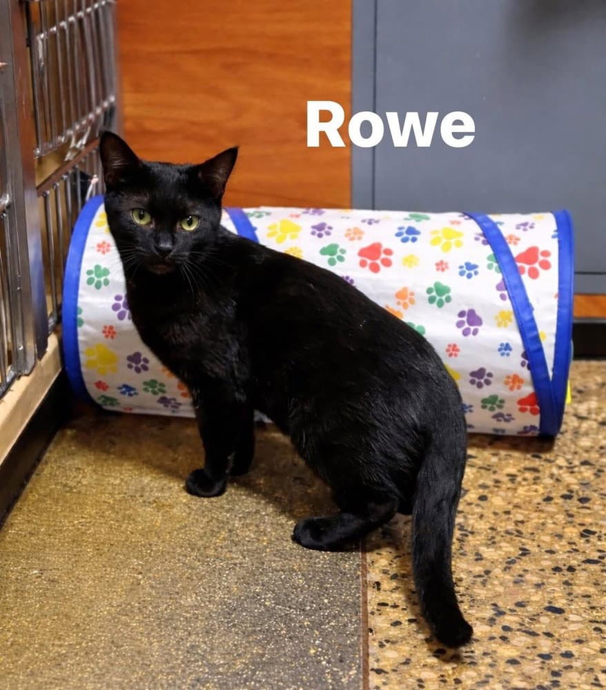 Rowe