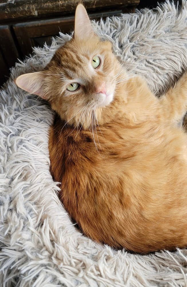 Jax