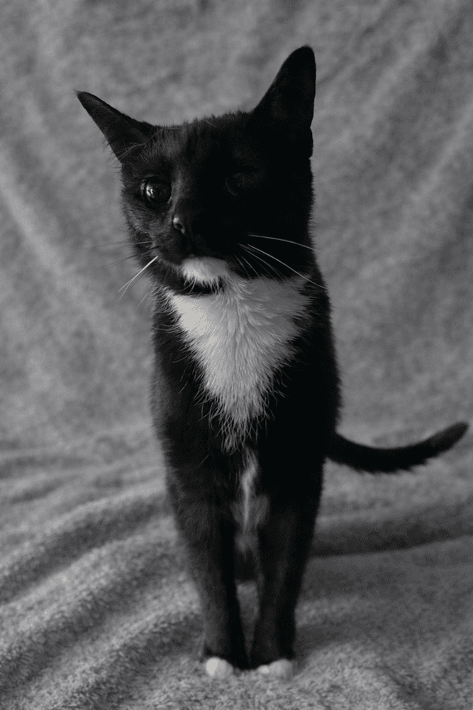 Vega