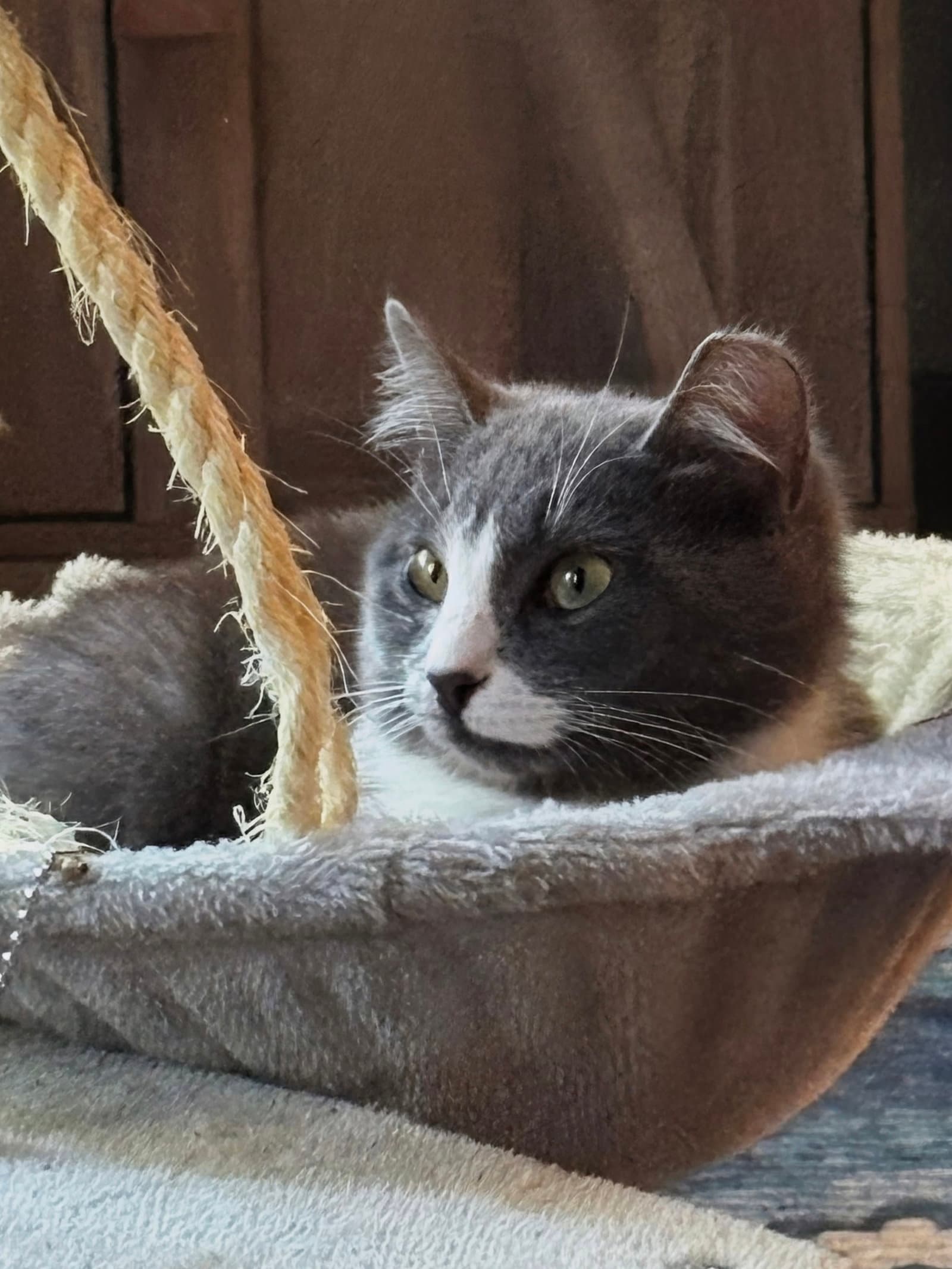 Nova