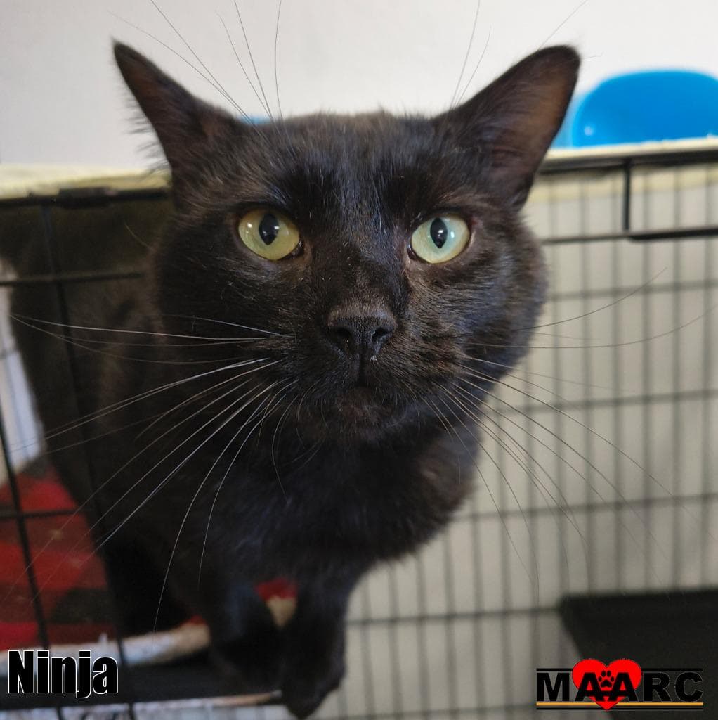 Ninja