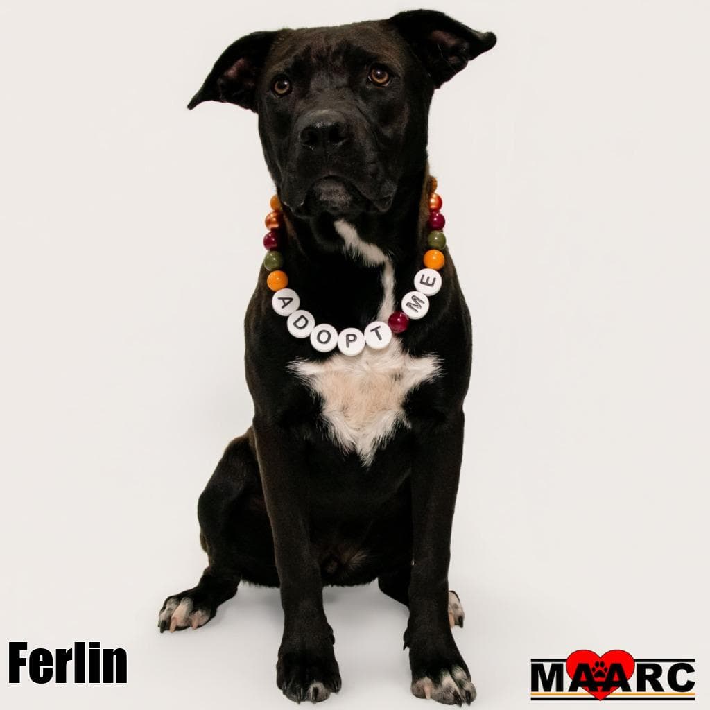 Ferlin