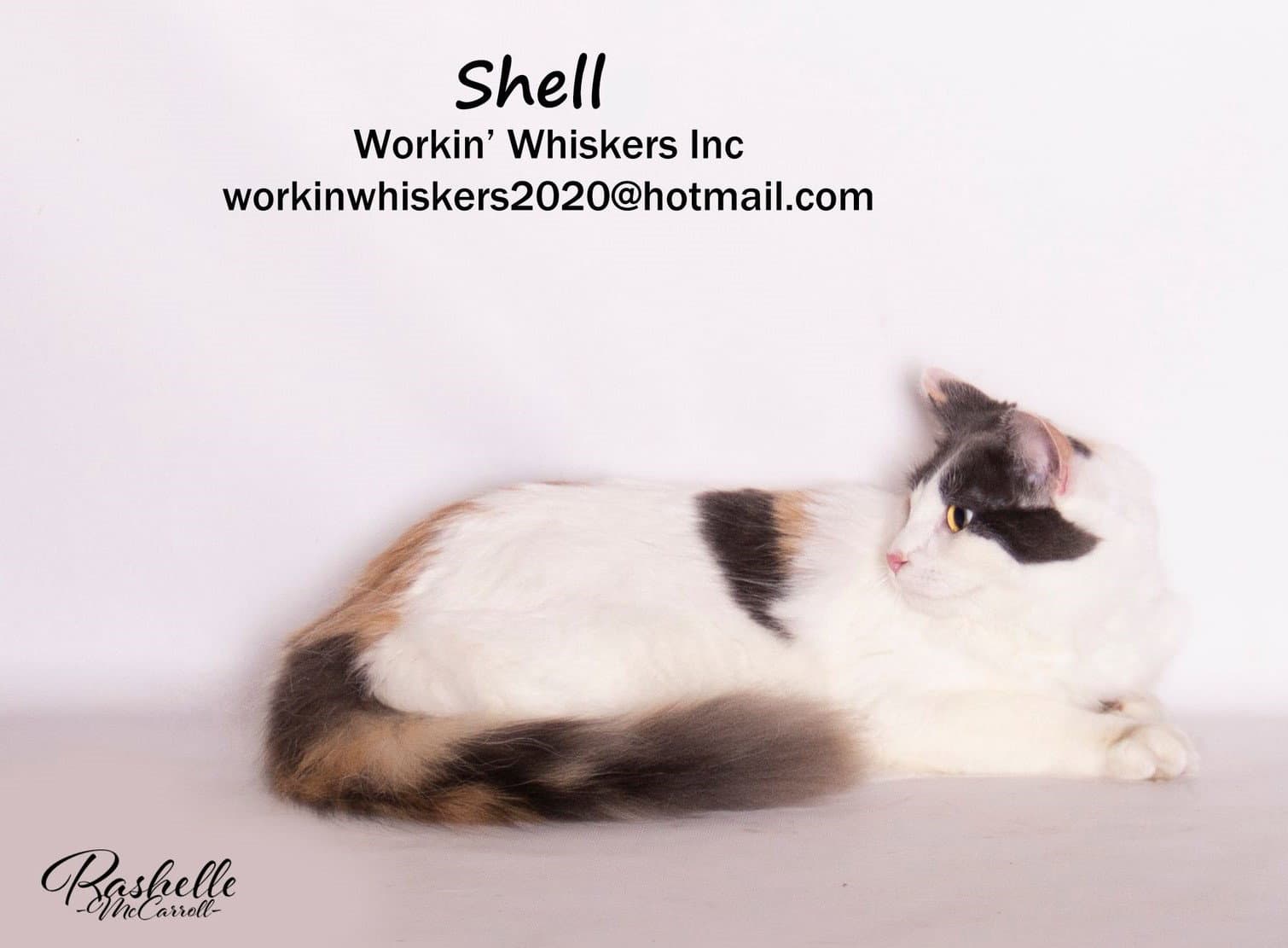 Shell