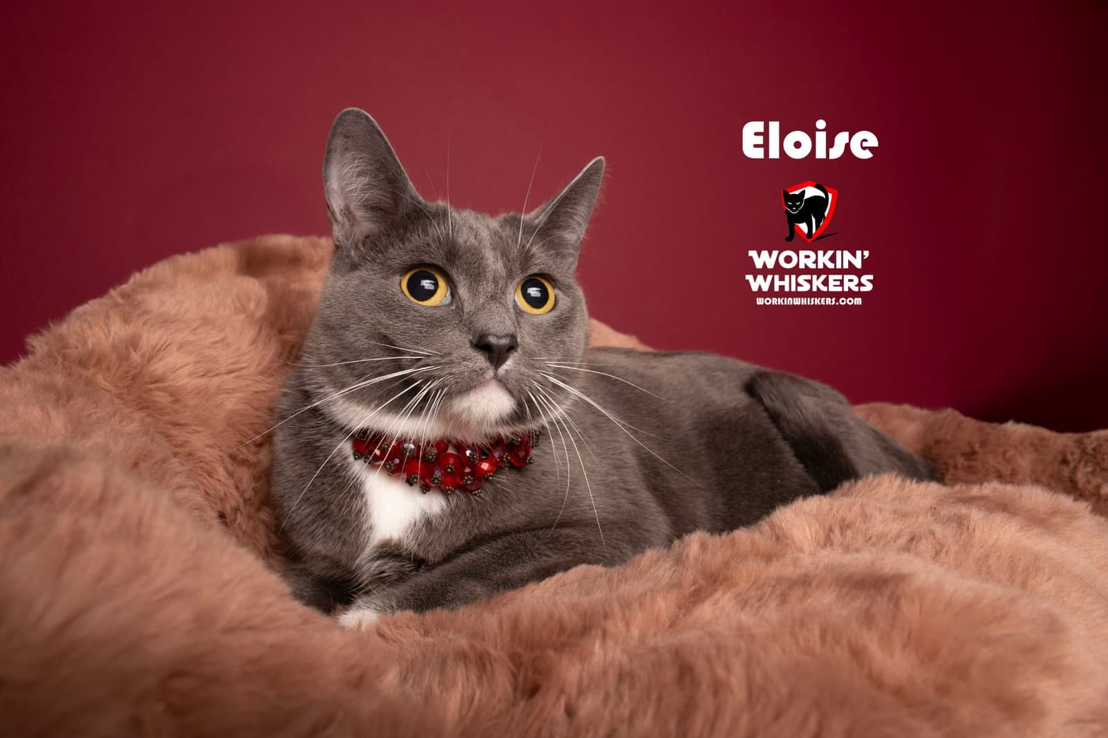 Eloise