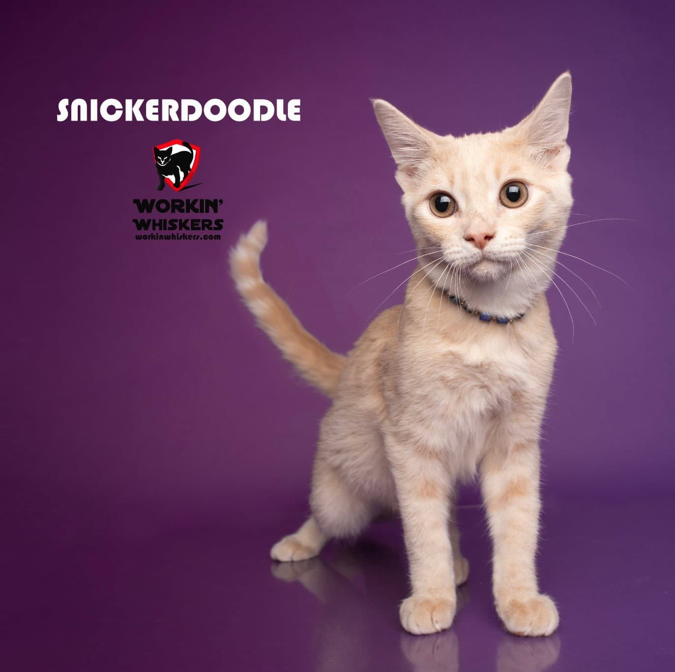 SNICKERDOODLE