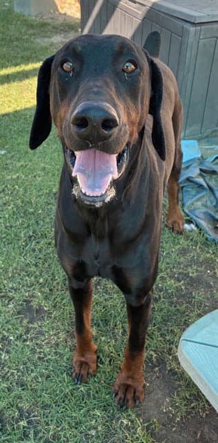 KODA