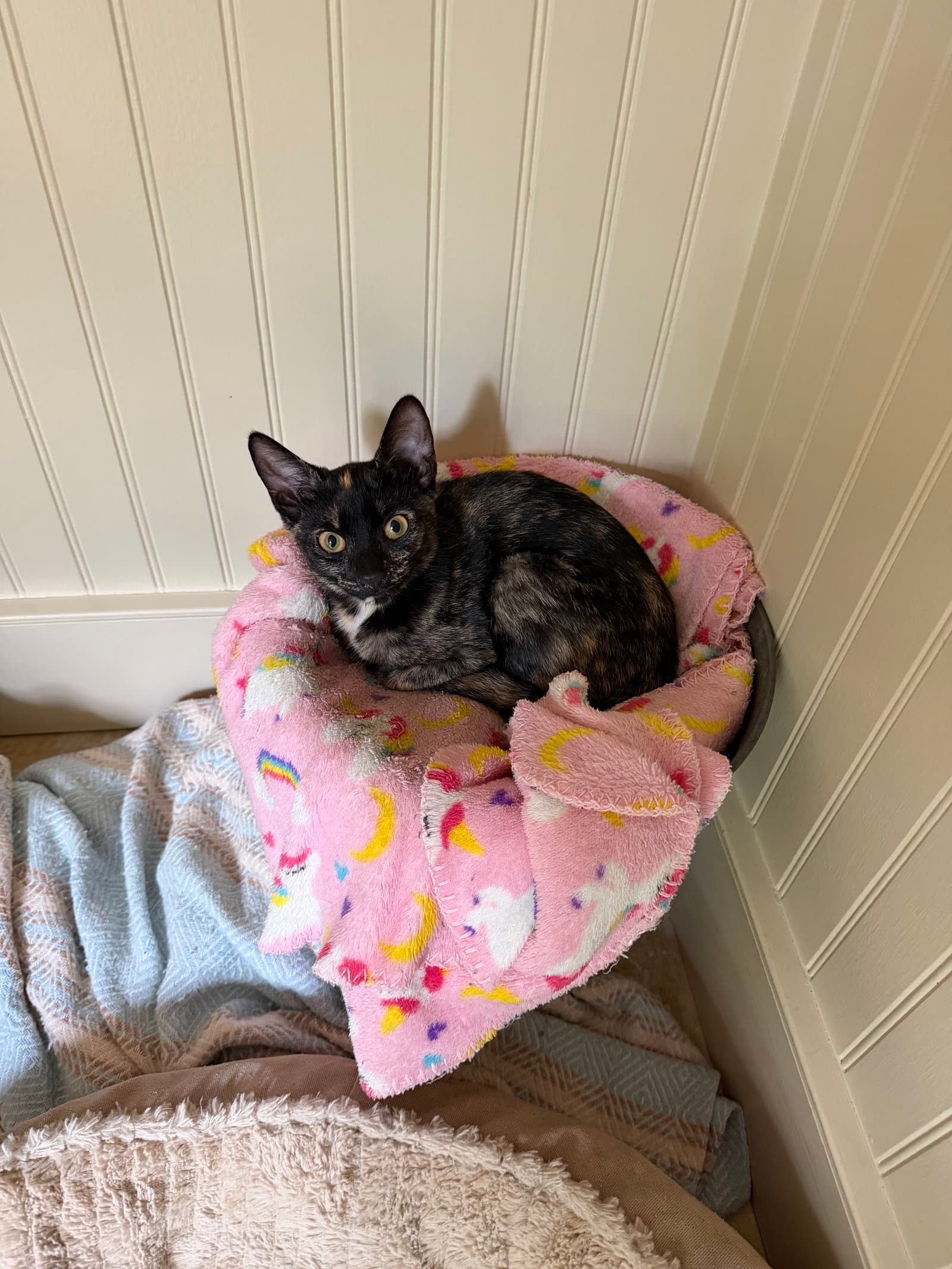 Rosie KITTEN